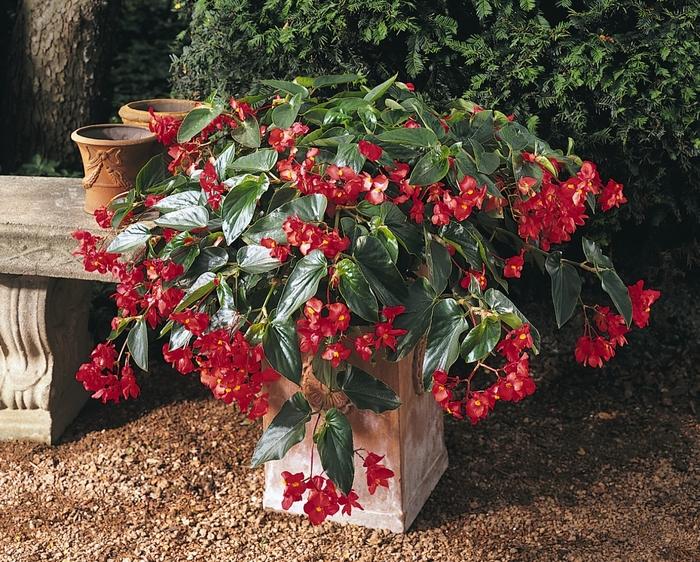 Begonia Dragon Wing® Red