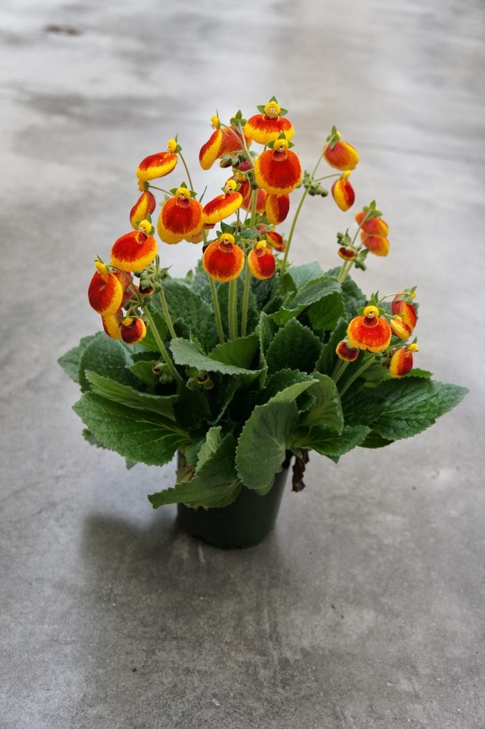 Calceolaria Calynopsis™ Yellow Red
