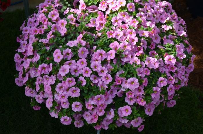 Calibrachoa Aloha Kona Soft Pink