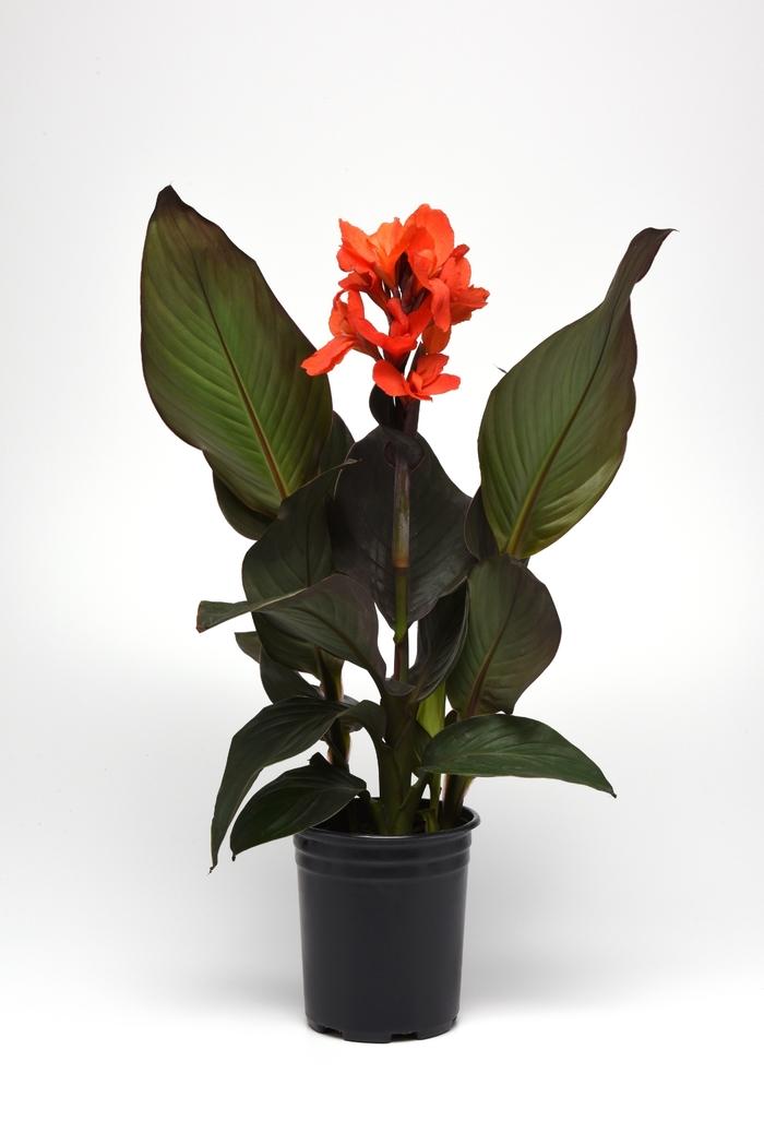 Canna Cannova® Bronze Orange