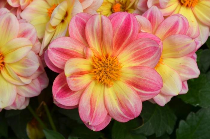 Dahlia Dalaya™ Pink and Lemon