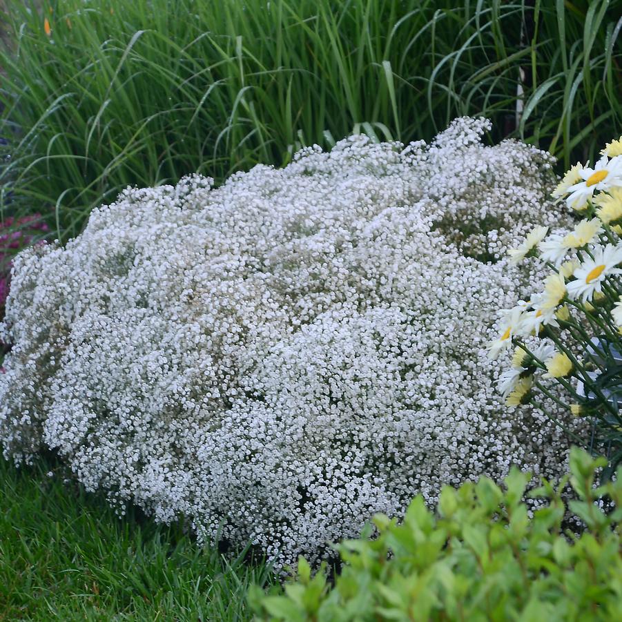 Gypsophila paniculata Summer Sparkles®