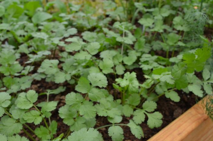 Coriander Santo