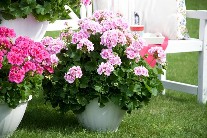 Geranium - Zonal Sunrise™ Raspberry Eye