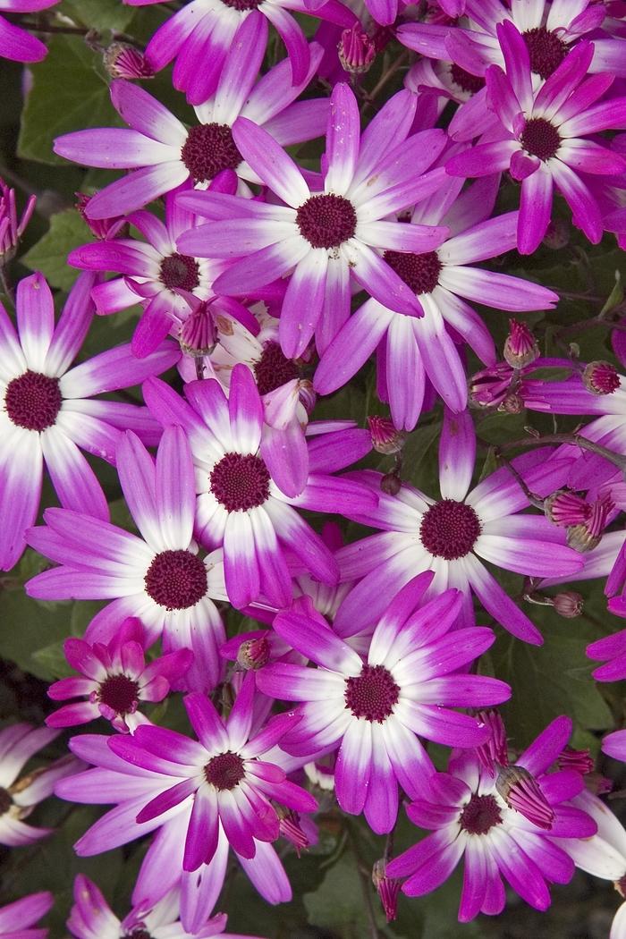 Cineraria Senetti® Magenta Bicolor