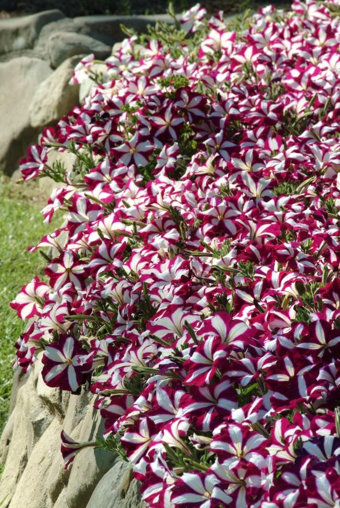 Petunia Easy Wave® Burgundy Star