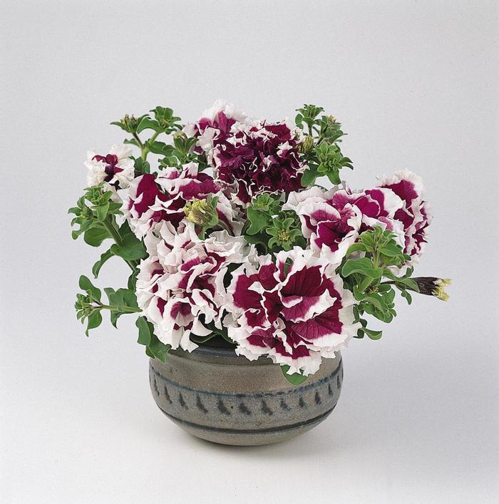 Petunia Pirouette Purple