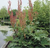 Rheum palmatum v. tanguticum