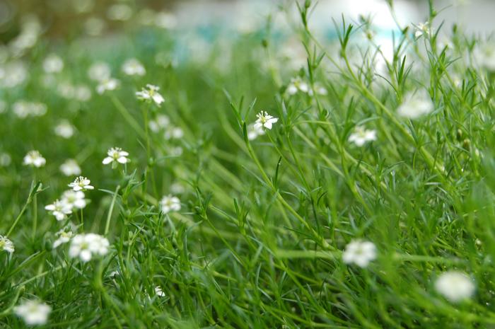 Sagina subulata Irish Moss