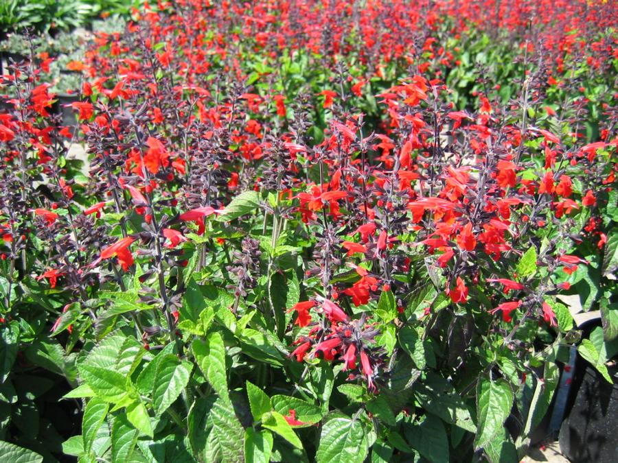 Salvia Hummingbird Forest Fire