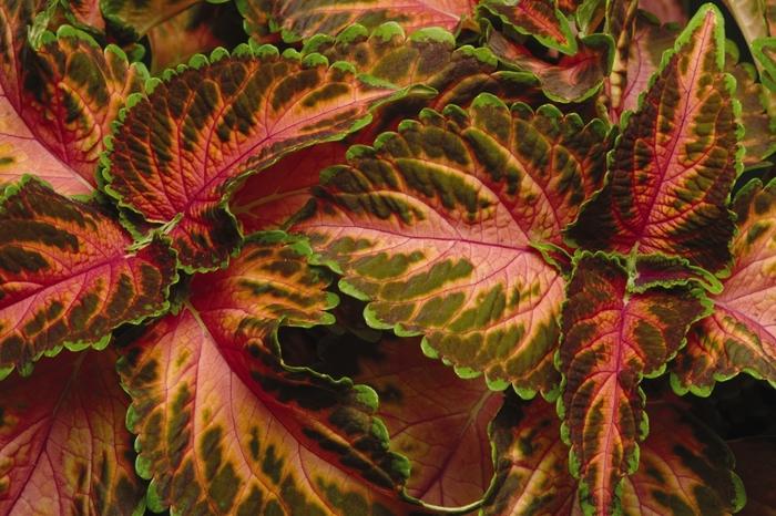 Coleus Wizard® Coral Sunrise