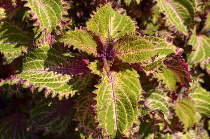 Coleus Peter's Wonder