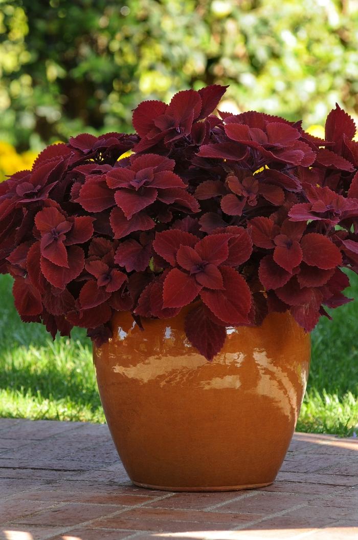Coleus Main Street Beale Street