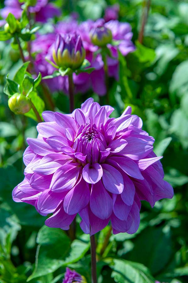 Dahlia Bleutiful