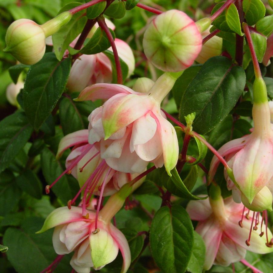 Fuchsia Southgate