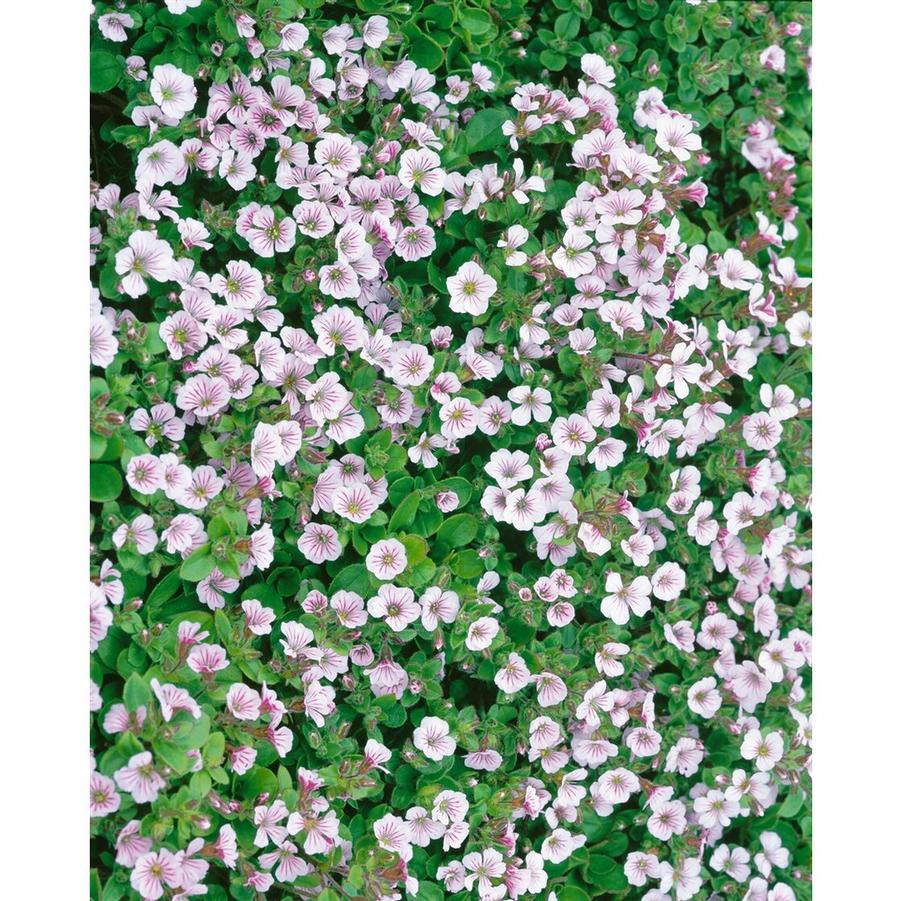 Gypsophila cerastioides Pixie Splash