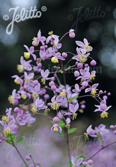 Thalictrum rochebrunianum var. grandisepalum 