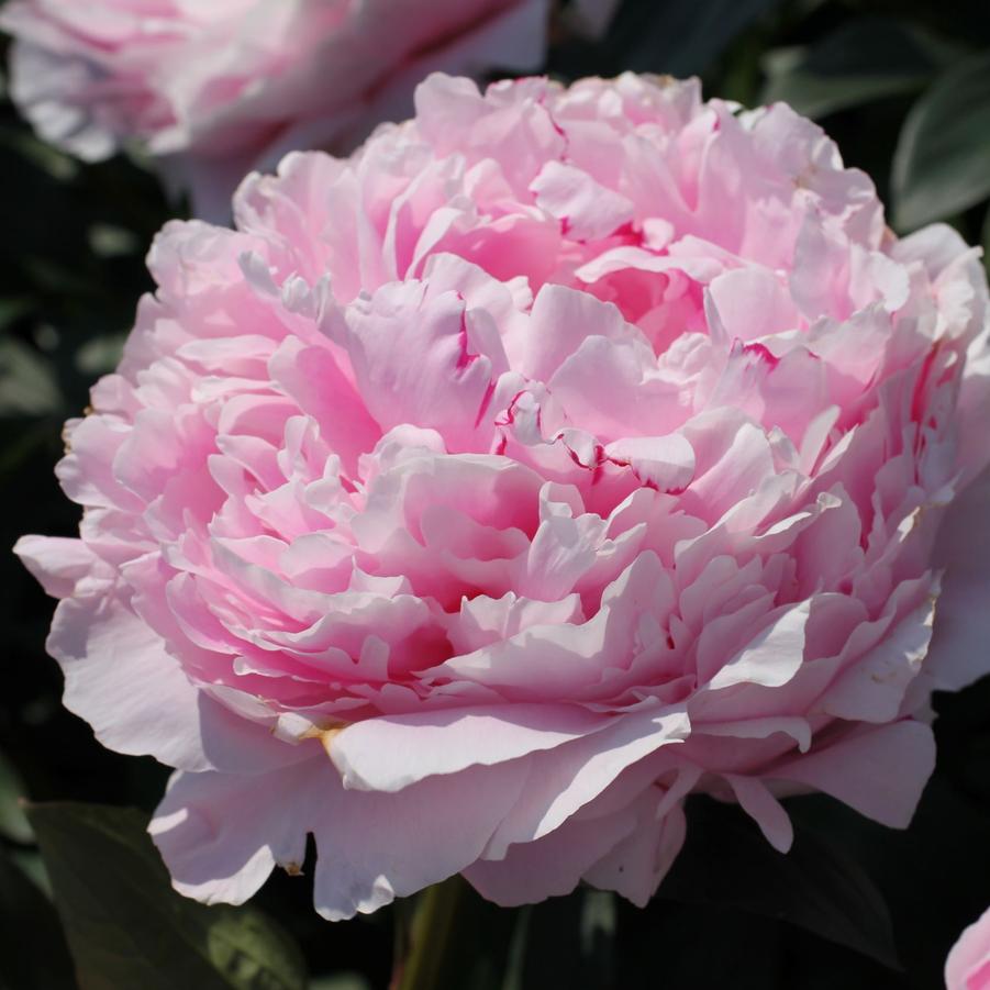 Paeonia Sarah Bernhardt