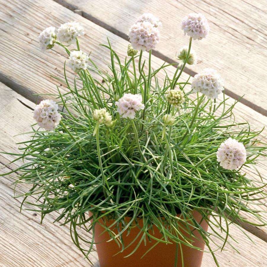 Armeria maritima Morning Star White