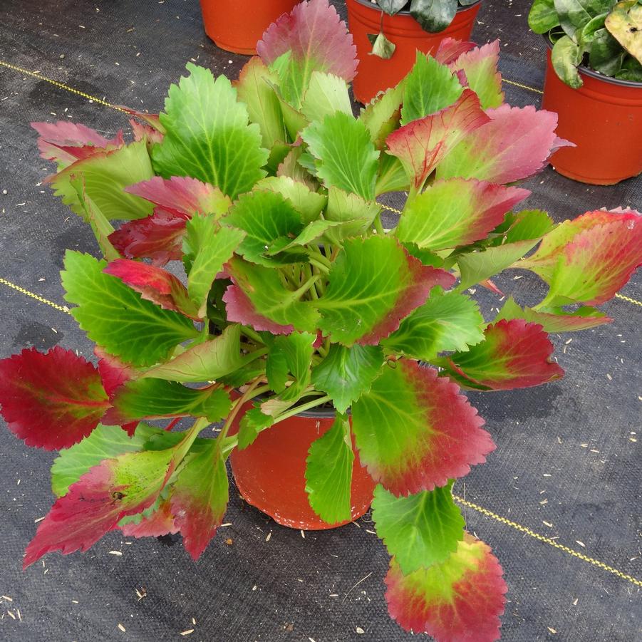 Mukgenia Nova Flame