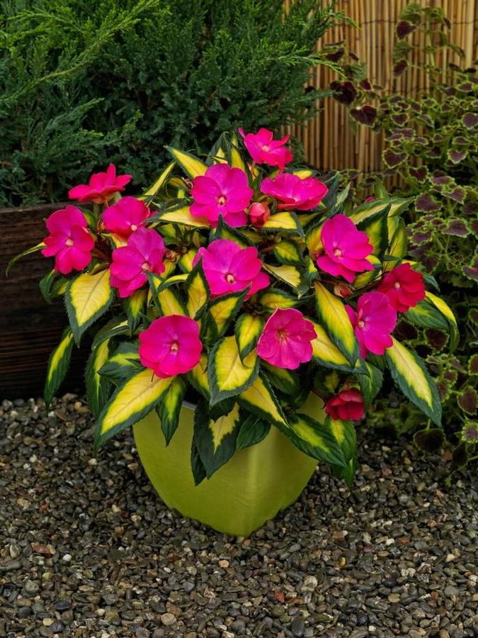Hanging Basket: Sunpatiens 