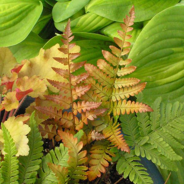 Dryopteris erythrosora Brilliance