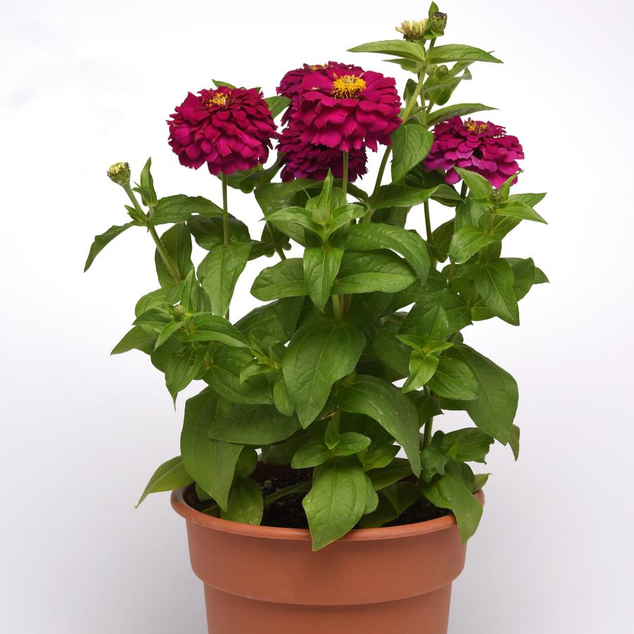 Zinnia Zesty™ Purple