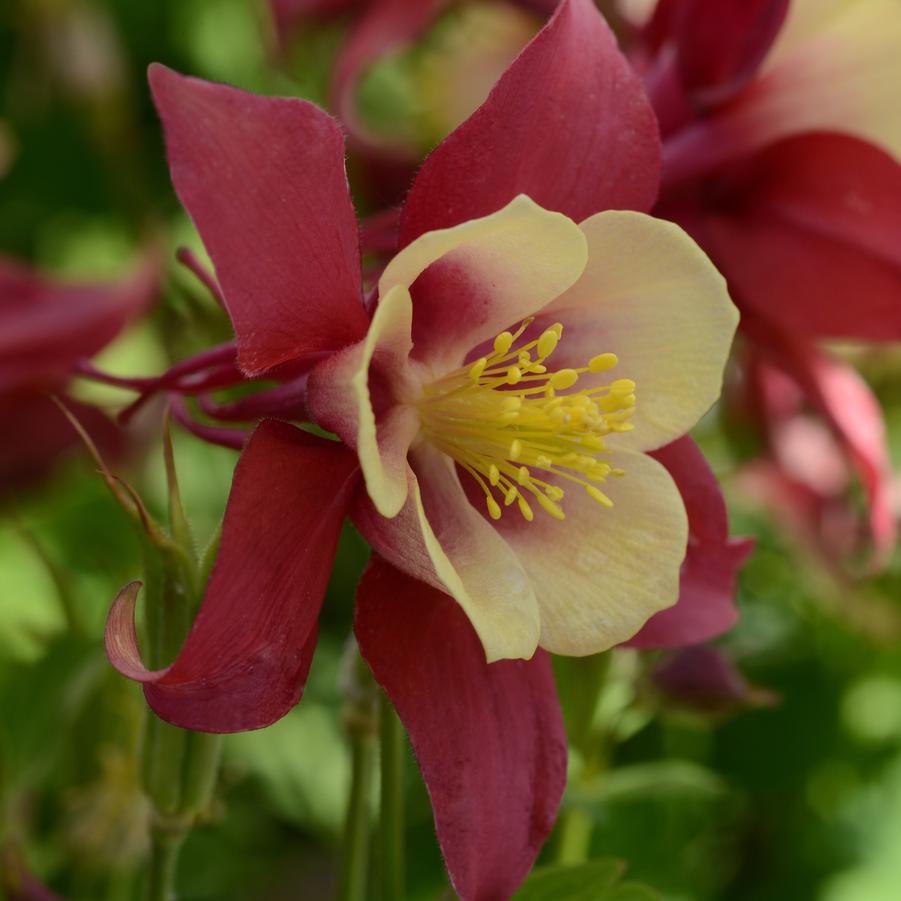 Aquilegia x hybrida Earlybird™ Red & Yellow
