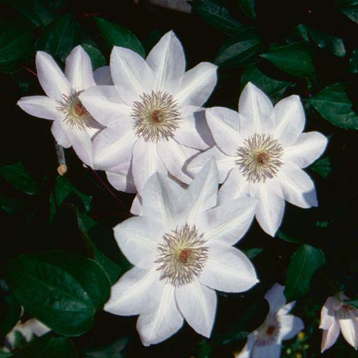 Clematis Henryi