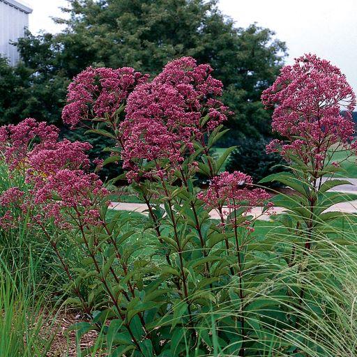Eupatorium purpureum ssp. maculatum Gateway