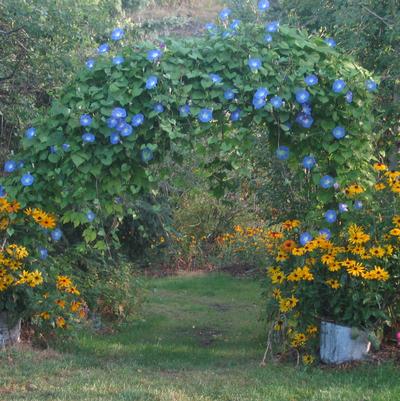 Morning Glory Heavenly Blue