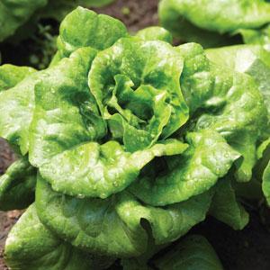 Lettuce Buttercrunch