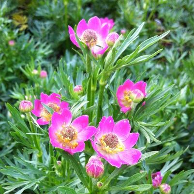 Anemone multifida Rubra