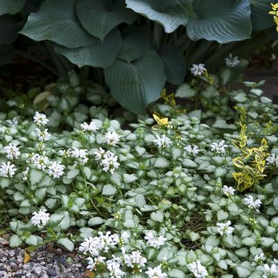 Lamium White Nancy