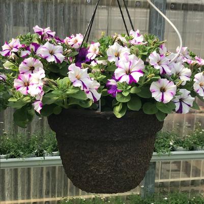 Hanging Basket: Mixed Sun & Petunias 