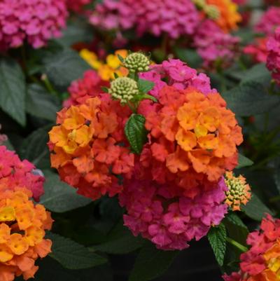 Lantana Landmark™ Sunrise Rose