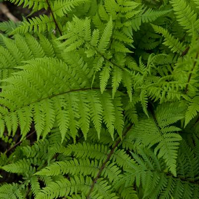 Athyrium filix-femina Lady in Red