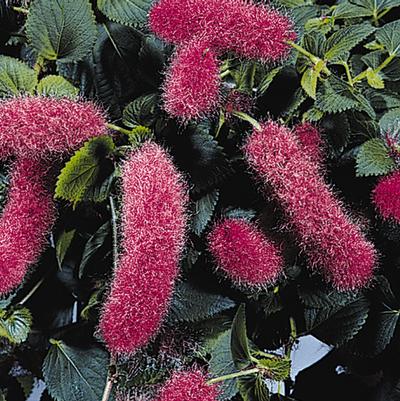 Acalypha pendula Firetail