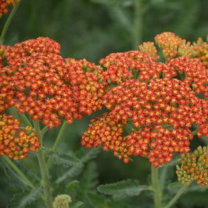 Achillea millefolium Sassy Summer Sunset