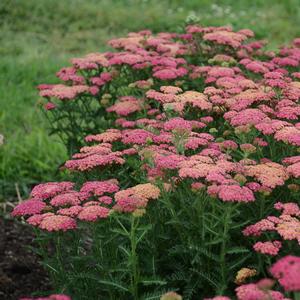 Achillea millefolium Sassy Summer Taffy