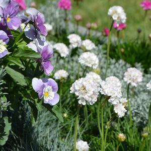 Armeria maritima Morning Star White