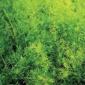 Asparagus Fern Sprengeri