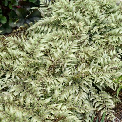 Athyrium niponicum Godzilla