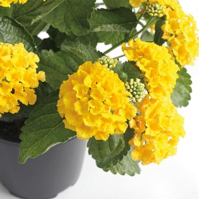 Lantana Landmark™ Yellow