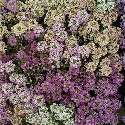 Alyssum Sweetie Mix