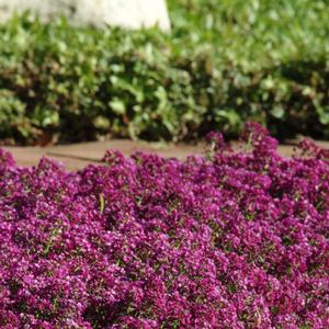 Alyssum Clear Crystal® Purple Shades