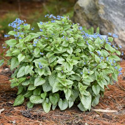 Brunnera macrophylla Sterling Silver