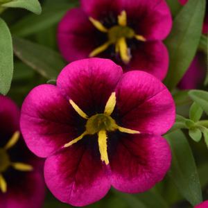 Calibrachoa Cabaret Good Night Kiss