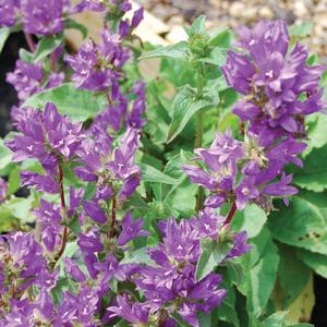 Campanula glomerata Superba
