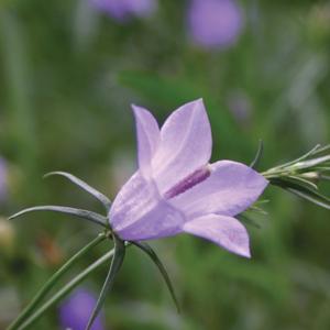 Campanula rotundifolia 